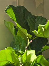 Load image into Gallery viewer, 12" Ficus Lyrata (Bush)
