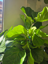 Load image into Gallery viewer, 12" Ficus Lyrata (Bush)
