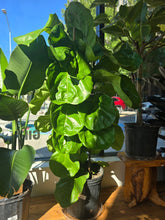 Load image into Gallery viewer, 12" Ficus Lyrata (Bush)
