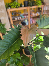 Load image into Gallery viewer, 10" Philodendron Chocolate Empress
