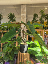 Load image into Gallery viewer, 10" Philodendron Chocolate Empress
