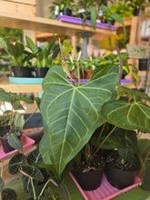 Load image into Gallery viewer, 6" Anthurium Clarinervium
