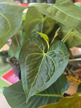 Load image into Gallery viewer, 6" Anthurium Clarinervium
