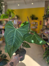 Load image into Gallery viewer, 6" Anthurium Clarinervium

