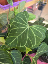 Load image into Gallery viewer, 6" Anthurium Clarinervium
