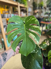 Load image into Gallery viewer, 6" Monstera White Monster
