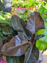 Load image into Gallery viewer, 6" Philodendron Black Cardinal
