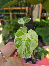 Load image into Gallery viewer, 4" Monstera Bulbasaur
