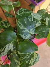 Load image into Gallery viewer, 4" Monstera Bulbasaur
