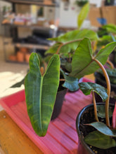 Load image into Gallery viewer, 4" Philodendron Billietiae
