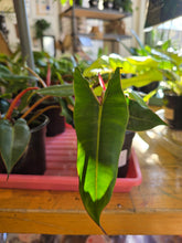 Load image into Gallery viewer, 4" Philodendron Billietiae
