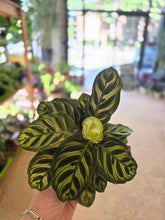 Load image into Gallery viewer, 4" Calathea Makoyana
