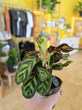 Load image into Gallery viewer, 4" Calathea Makoyana
