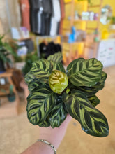Load image into Gallery viewer, 4" Calathea Makoyana
