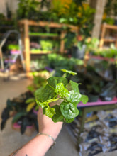 Load image into Gallery viewer, 4" Gerrardanthus | Bigfoot
