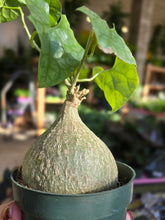 Load image into Gallery viewer, 4" Gerrardanthus | Bigfoot
