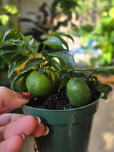 Load image into Gallery viewer, 4" Castanospermum | Lucky Bean
