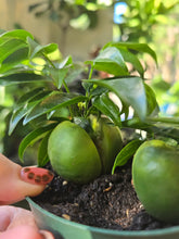Load image into Gallery viewer, 4" Castanospermum | Lucky Bean
