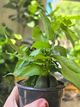 Load image into Gallery viewer, 4" Castanospermum | Lucky Bean
