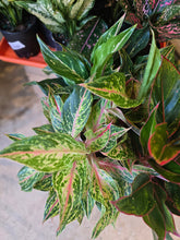 Load image into Gallery viewer, 5" Colorful Aglaonema
