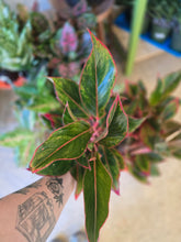 Load image into Gallery viewer, 5" Colorful Aglaonema
