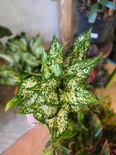Load image into Gallery viewer, 5" Colorful Aglaonema
