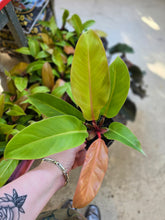 Load image into Gallery viewer, 4" Philodendron Prince of Orange
