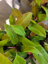 Load image into Gallery viewer, 4" Philodendron Prince of Orange
