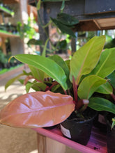 Load image into Gallery viewer, 4" Philodendron Prince of Orange
