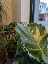 Load image into Gallery viewer, ficus lyrata leaf
