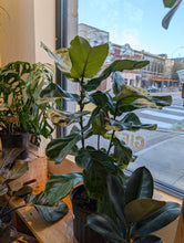 Load image into Gallery viewer, 10&quot; Ficus lyrata Bush
