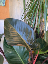 Load image into Gallery viewer, philodendron rojo congo plant
