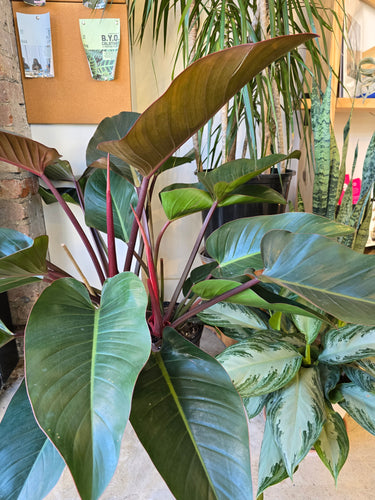 philodendron rojo congo