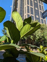 Load image into Gallery viewer, 10n ficus audrey bush leaves
