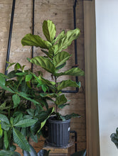 Load image into Gallery viewer, ficus lyrata column plant
