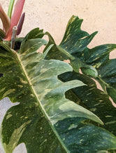 Load image into Gallery viewer, ring of fire philodendron plant
