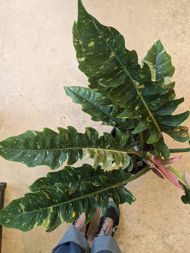 ring of fire philodendron