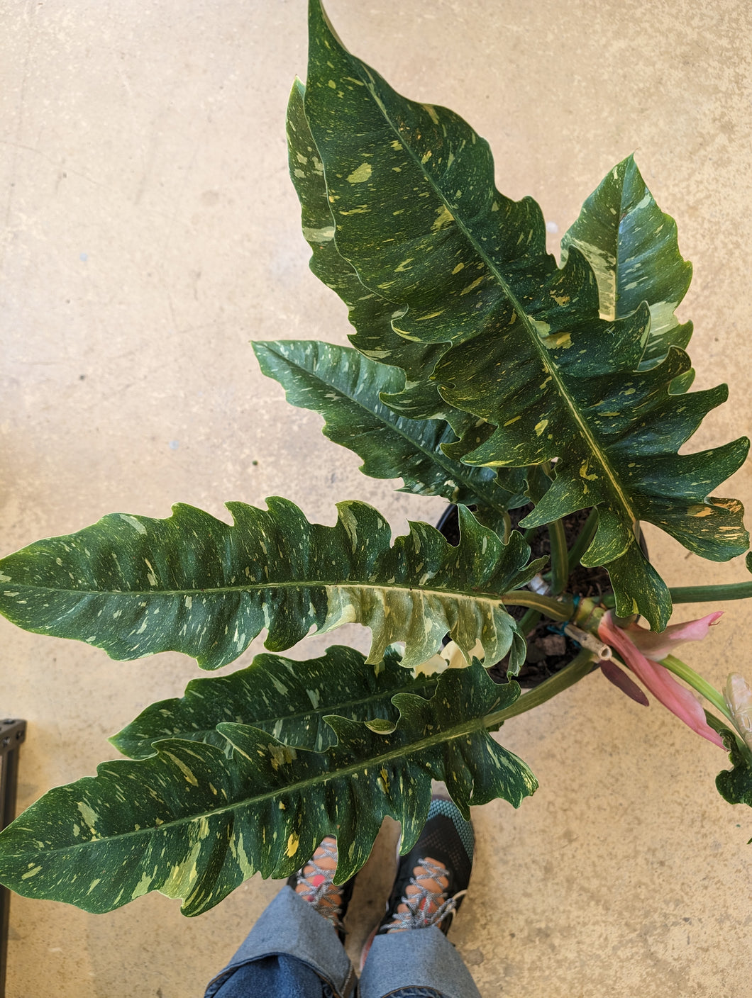 ring of fire philodendron