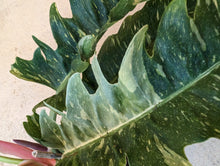Load image into Gallery viewer, ring of fire philodendron
