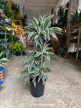 Load image into Gallery viewer, 12&quot; Dracaena White Stripes
