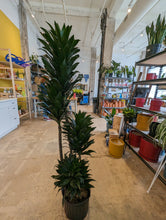 Load image into Gallery viewer, dracaena janet craig cane
