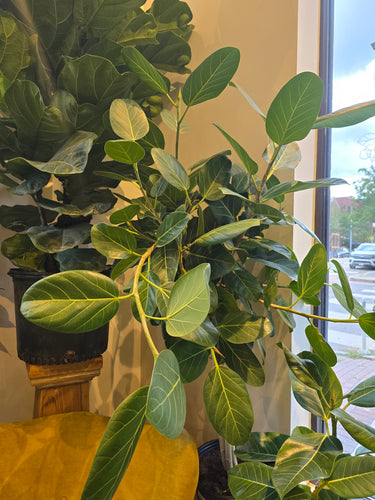 ficus audrey plant