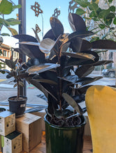 Load image into Gallery viewer, ficus elastica plant
