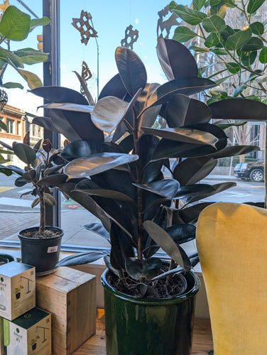 ficus elastic plant