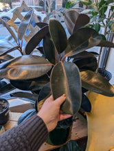 Load image into Gallery viewer, ficus elastic plant leaves
