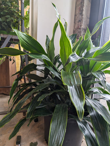 dracaena art carmen