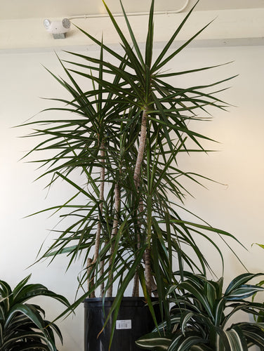 Dracaena marginata character plant