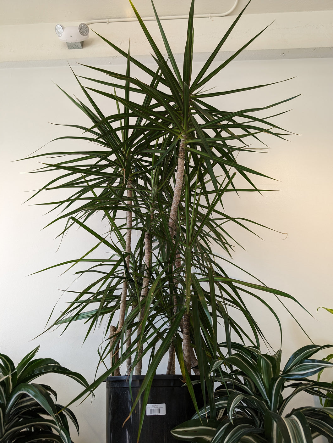 Dracaena marginata character plant