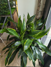 Load image into Gallery viewer, dracaena art carmen plant

