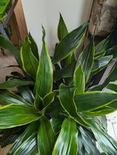 Load image into Gallery viewer, 14in dracaena art carmen 
